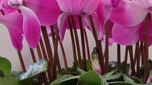 Легенда о Цикламене. Цикламен – цветок гордости и самоуважения!