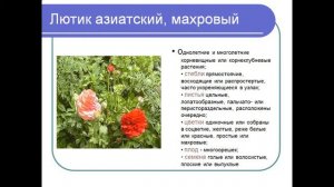 Презентация Морфологические особенности растений различных видов
