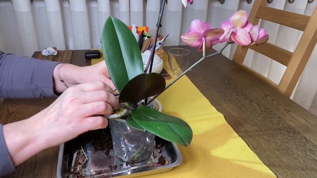 ЗАМЕНА ГРУНТА, ОБРАБОТКА С БОЛЬШОЙ ЛЮБОВЬЮ К ОРХИДЕЮШКАМ!!! смотреть онлайн