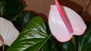 обзор сравнение антуриумов Фреш лав и Саксесс вайт