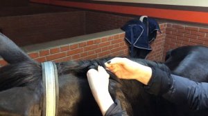 Собираем лошадь на тренировку в манеже / Ната Кони