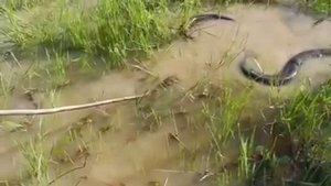 Как ловить анаконду. Огромная анаконда.