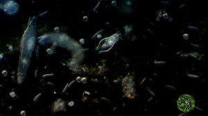 Прокариоты и эукариоты.