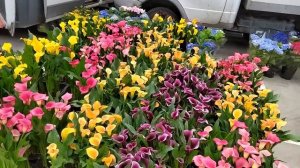 цветочный рынок Краснодар 31 мая 2023 г