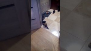 Хорёк против кота