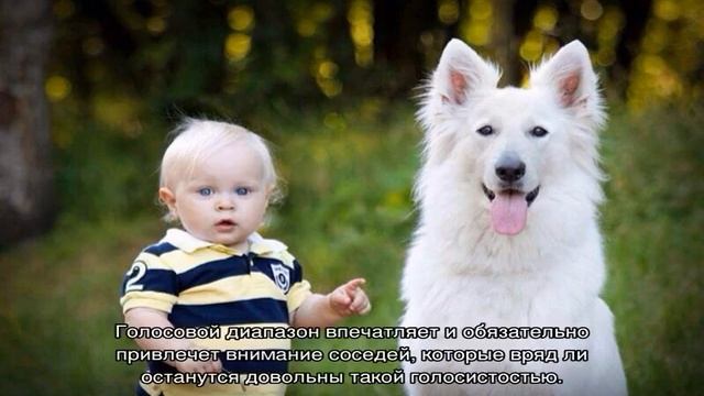 Белая швейцарская овчарка: описание породы смотреть онлайн