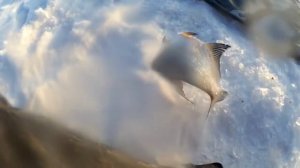 Новогодняя ловля леща. Склюихинское водохранилище.