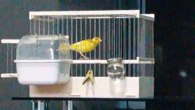 Сагатов Салим- Кенар чубатый 10 месяцев Ташкент смотреть онлайн