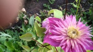 шаман и кайзер,клематисы родственники.