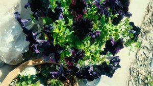 Rare Black Petunia facts.spring, summer, exotic carnivorous black flower.full bloom watch till end