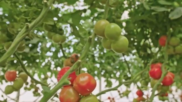 Пустая еда 21 века