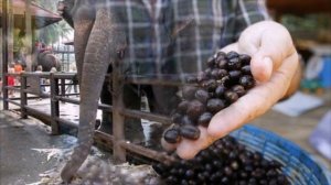 САМЫЙ ДОРОГОЙ КОФЕ ДЕЛАЮТ ИЗ ЭКСКРЕМЕНТОВ СЛОНА / COFFEE Black Ivory