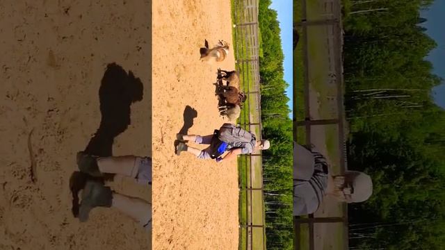 первая тренировка колли длинношерстный с овцами,  1st rough collie herding training,