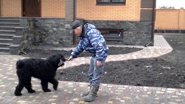 Черный терьер - Босс. Кусачка без агрессии