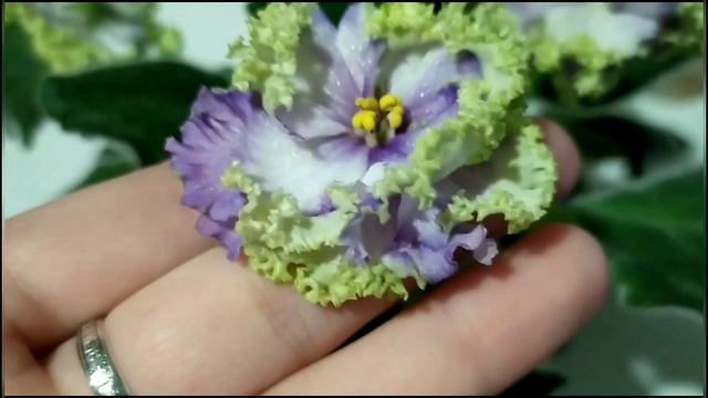 Фиалки осенью!!! Самые красивые фиалки!!! Сорт РС- Дон Жуан спорт. Обзор.
