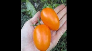 томат Золотой поток