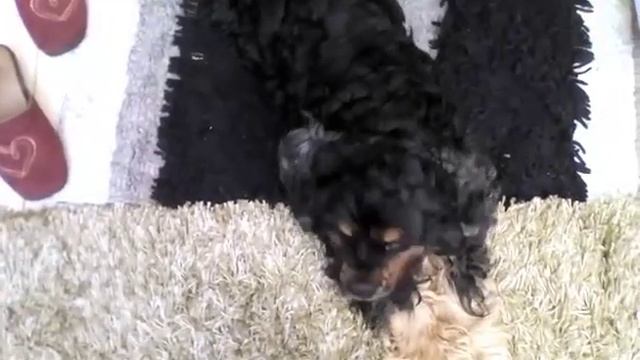 Американский кокер спаниель позирует перед камерой.!!!! смотреть онлайн