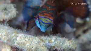 Рыба Мандаринка (Synchiropus splendidus)