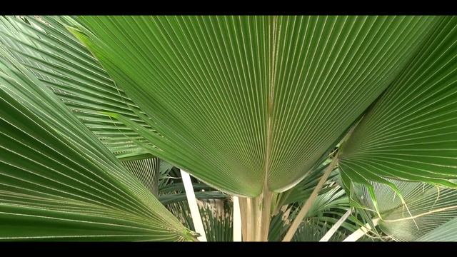 LONDON Kew Royal Botanic Gardens 2019 4K