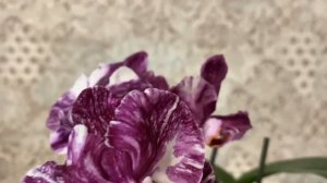 Орхидея ШОКОЛАДКА Самая дорогая орхидея для меня в моей коллекции.???