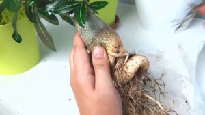 Адениум пересадка адениум каудекс адениум уход adenium