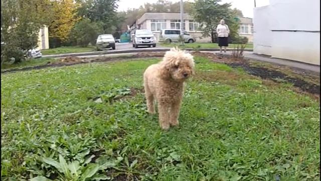 Nika гуляет смотреть онлайн