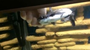 «очень пугливые рыбы» акула (пангасиус), полиптерус