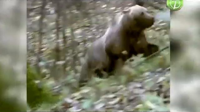 Безопасность в лесу (телевидение г. Стрежевой) смотреть онлайн