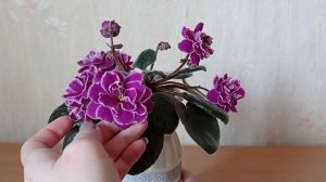 Помогите определить сорт фиалки!