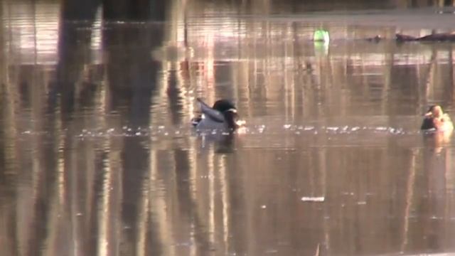 Саров бассейн 2013 до реконструкции смотреть онлайн