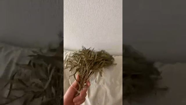 Эвкалиптовый веник для бани смотреть онлайн