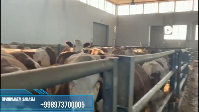 #Продажа #Симменталы из #Австрии. #Austrien #Simmental #Heifers. #Австрия #Симментал гуножинлари