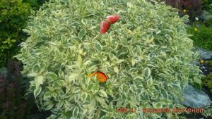 Дерен белый Сибирика (cornus alba sibirica) ? Сибирика обзор: как сажать, саженцы дерена Сибирика