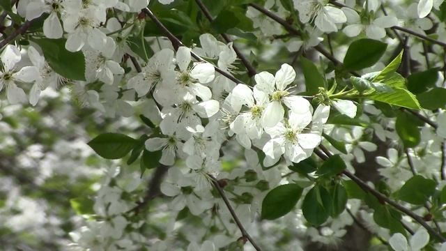 Canon Legria HF R38 Образец видео. 2013 смотреть онлайн