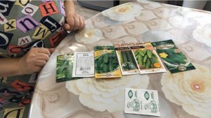 Самые урожайные сорта огурцов В этом 2023 году буду сеять только эти сорта . Обзор семян