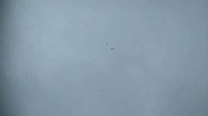 Гон Тульских жарых голубей в Туле.