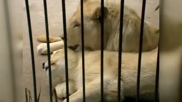 Романтика Ялтинського зоопарку смотреть онлайн