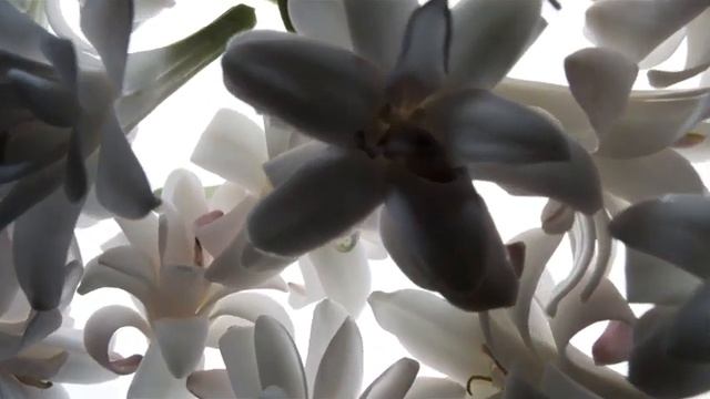 TUBÉREUSE NUE PRIVATE BLEND TOM FORD смотреть онлайн