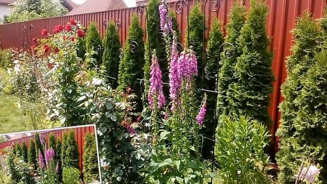 Сад. 2017. . # мой сад # туи # наперстянка смотреть онлайн