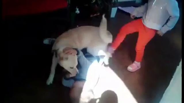 Собака кусает мальчика ему нравится!!!!! смотреть онлайн