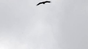 Большой подорлик. Aguila clanga. Птицы Беларуси.