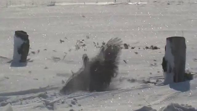 ястреб-тетеревятник с добычей смотреть онлайн