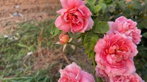 moulin de la galette rose (มูแลง เดลา กาเล็ต) ในฤดูร้อน แถมความใบไหม้เพราะพ่นปุ๋ยหนักมือเกิน ☀️🍂