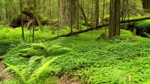 4K Virtual Walk in Redwoods:  Majestic Redwoods