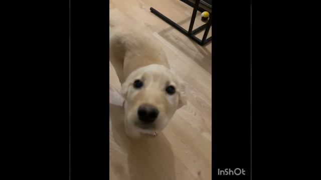 Альма доехала, теперь она дома, где её любят смотреть онлайн