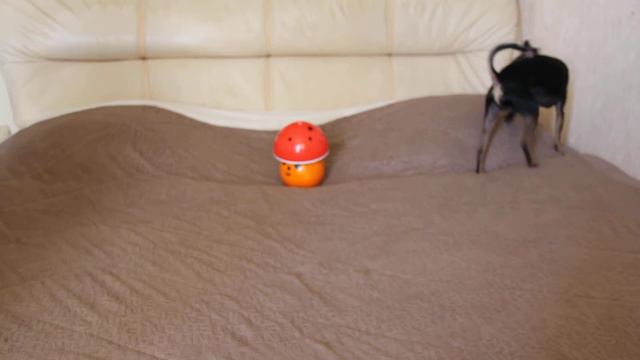 ГУГУША и ГРИБОК смотреть онлайн