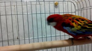 Розелла красная