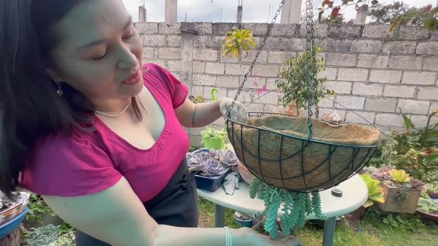 Echeveria PERLE VON NURNBERG cuidados y arreglo смотреть онлайн