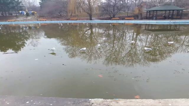 "Гулять по воде" по-одесски (26.02.19) #Одесса #паркленина #чайки #паркпобеды #прогулкиповоде