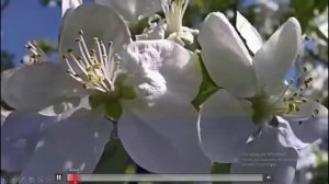 Видеокейс: интерактивная энциклопедия "Музыкальные формы.Структура музыкальной речи" (часть I)